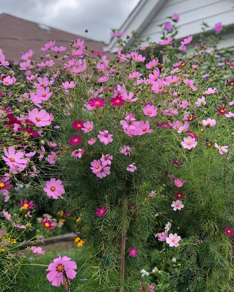 cosmos