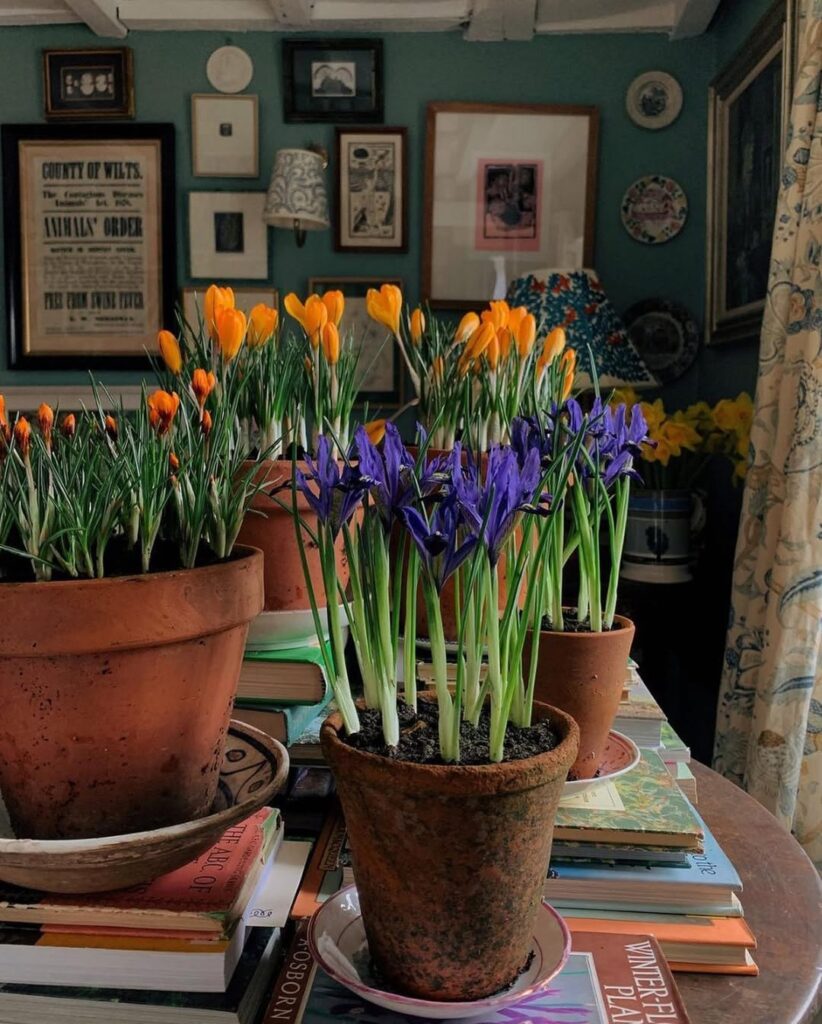 crocus flowers indoors
