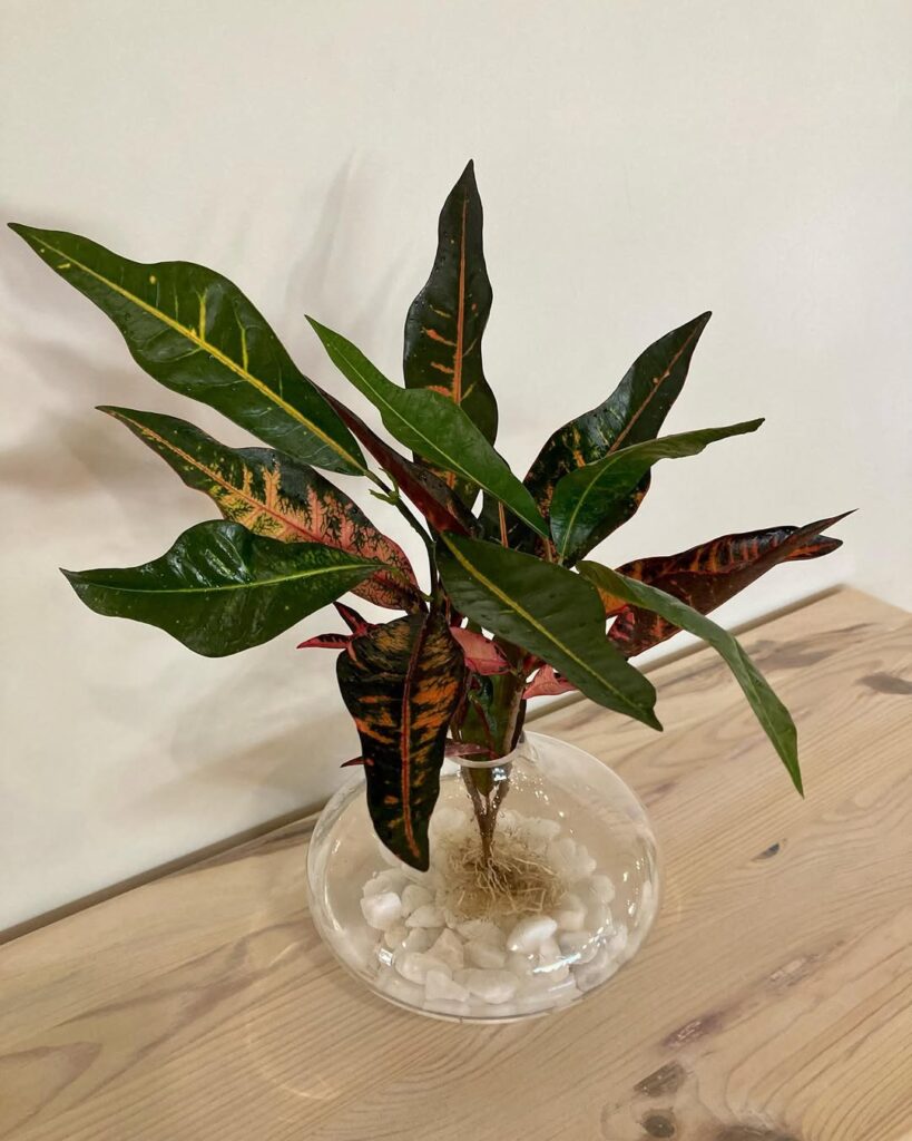 croton in water