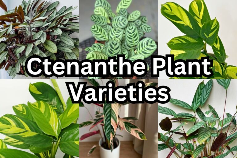 9 Ctenanthe Plants With Pictures (Ultimate Care and Propagation Guide)