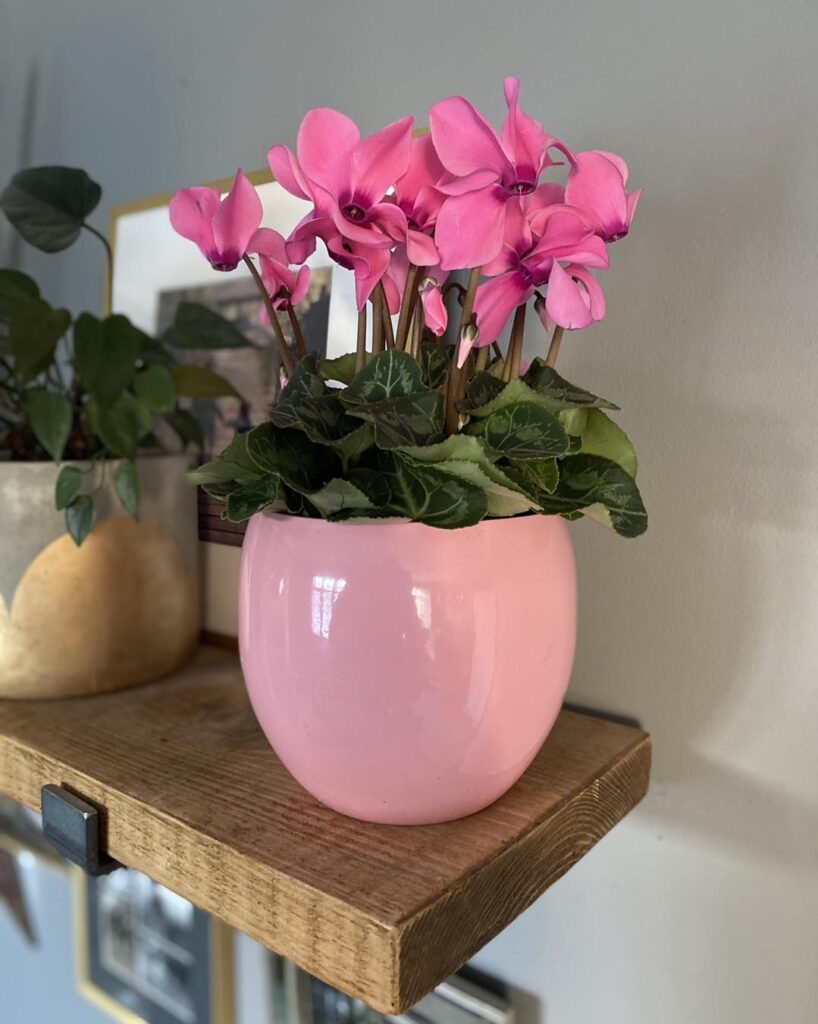 cyclamen flowers indoors