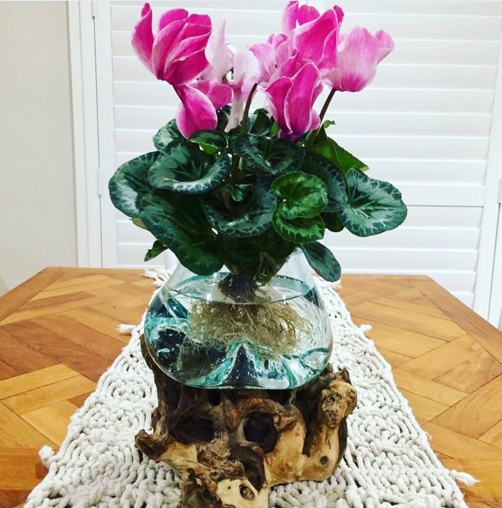 cyclamen in water