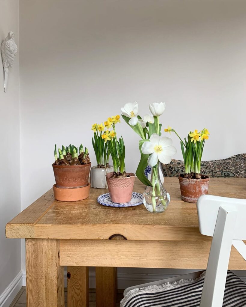 daffodils flowers indoors
