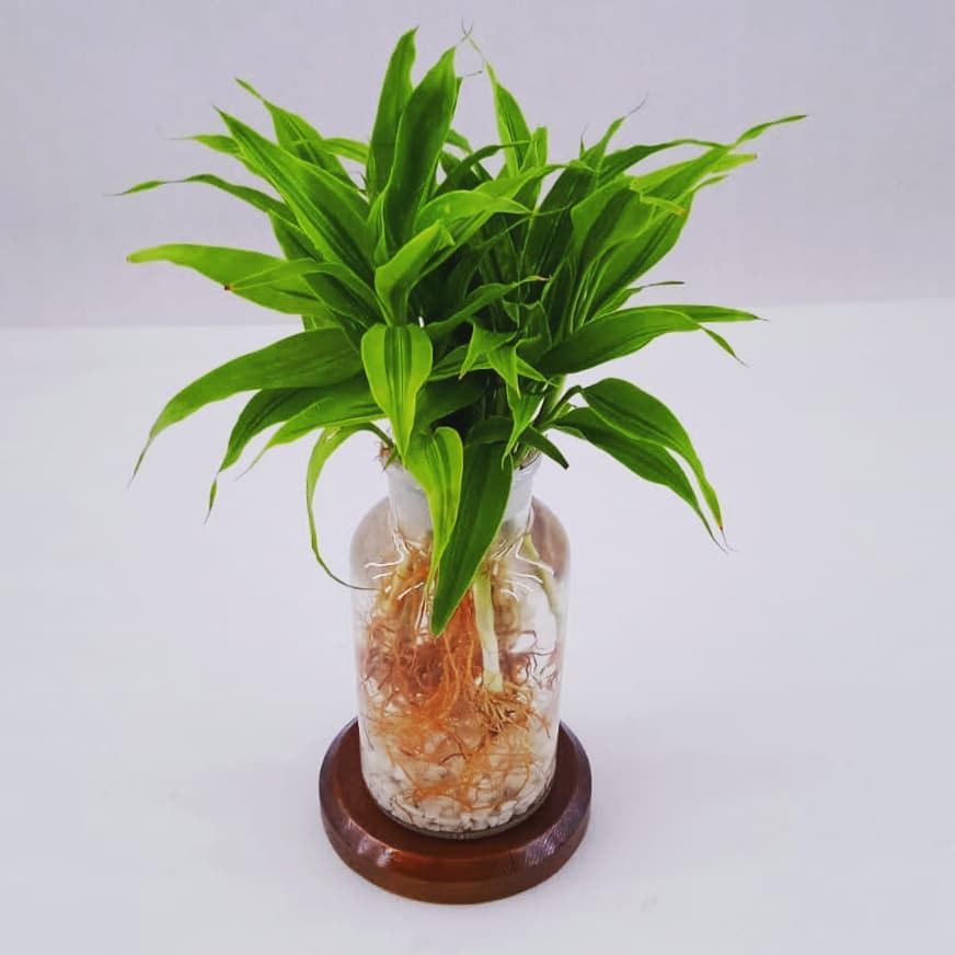 dracaena lemon lime in water