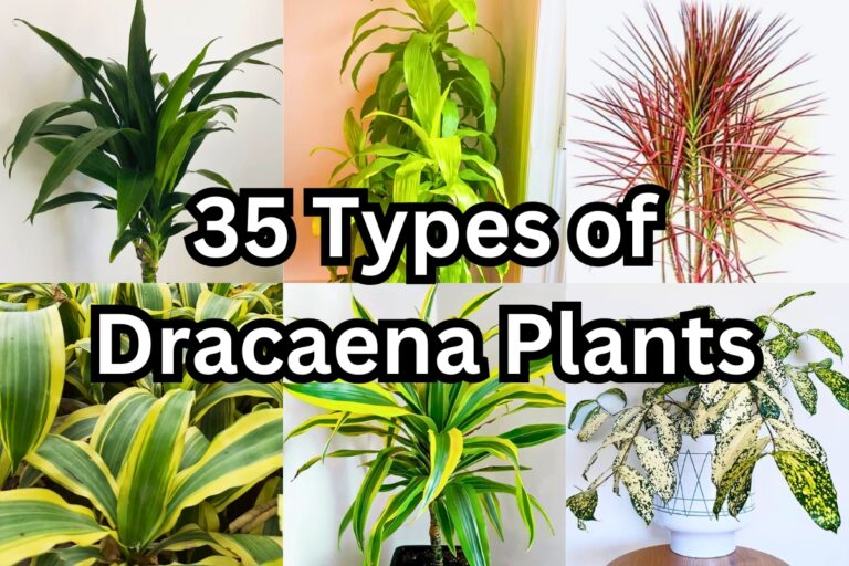 37 Dracaena Varieties That Add Style to Your Home