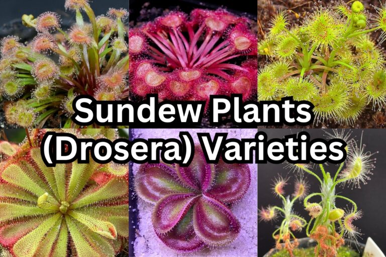 25 Types of Sundew Plants That Trap Bugs