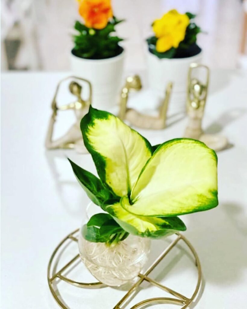 dumb cane in water