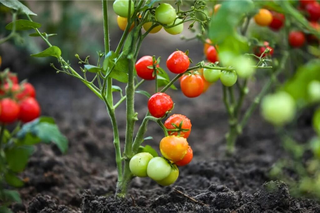dwarf cherry tomato