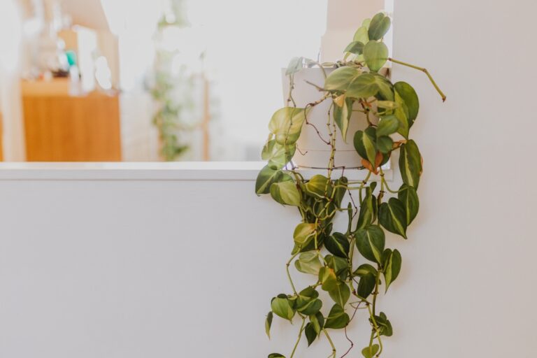 easy indoor vines