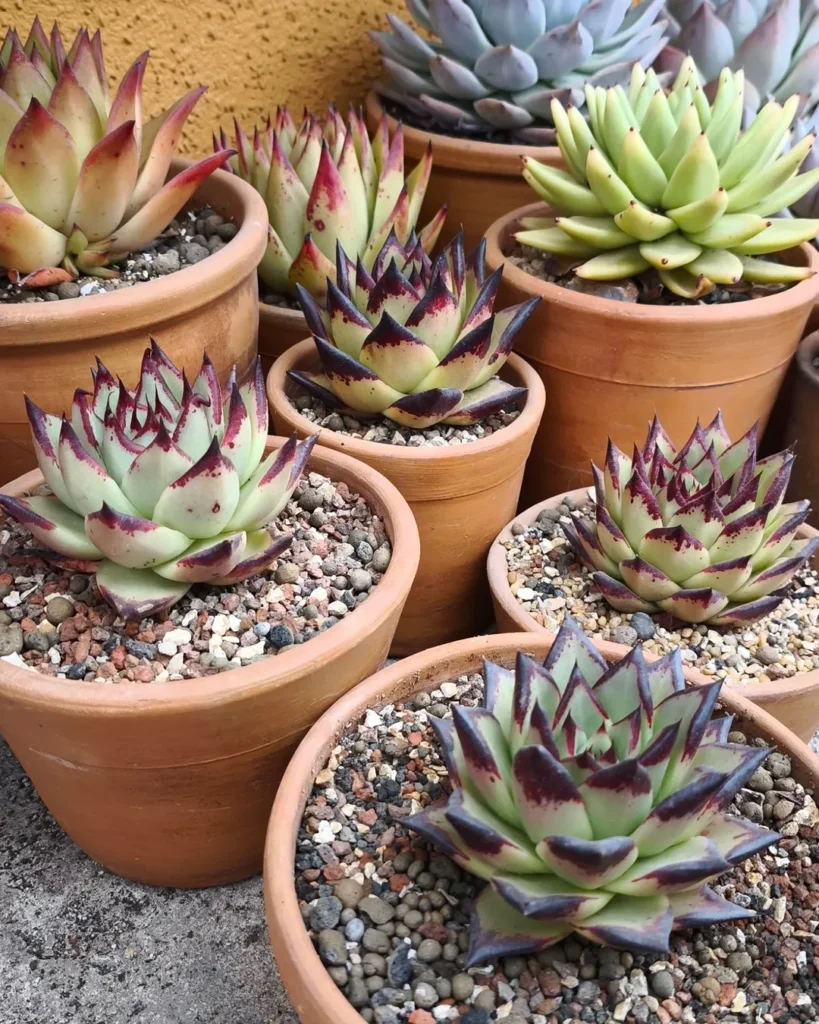 echeveria succulents