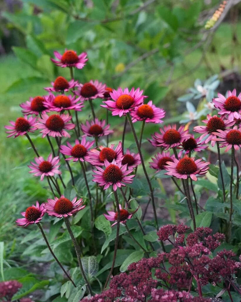echinacea