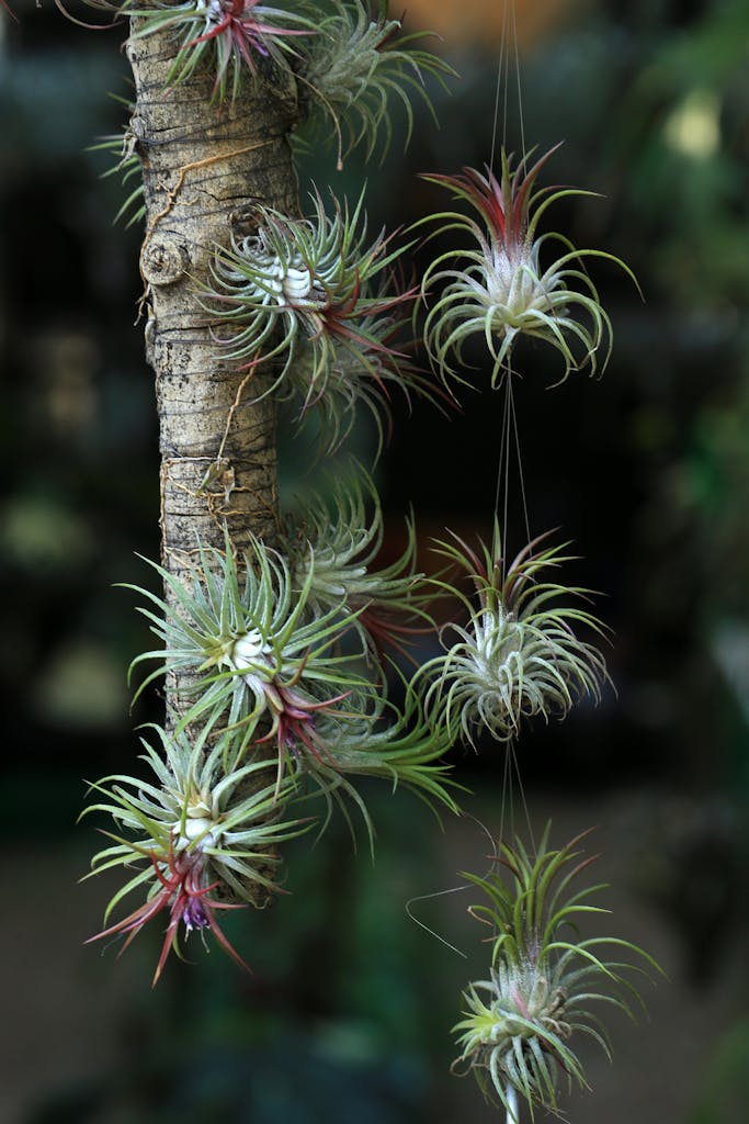 Exotic Tillandsia air plants hanging from a branch, showcasing natural beauty.