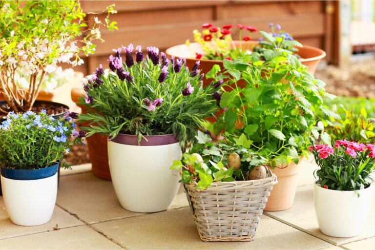 15 Speedy Flowering Plants That Grow Fast Indoors