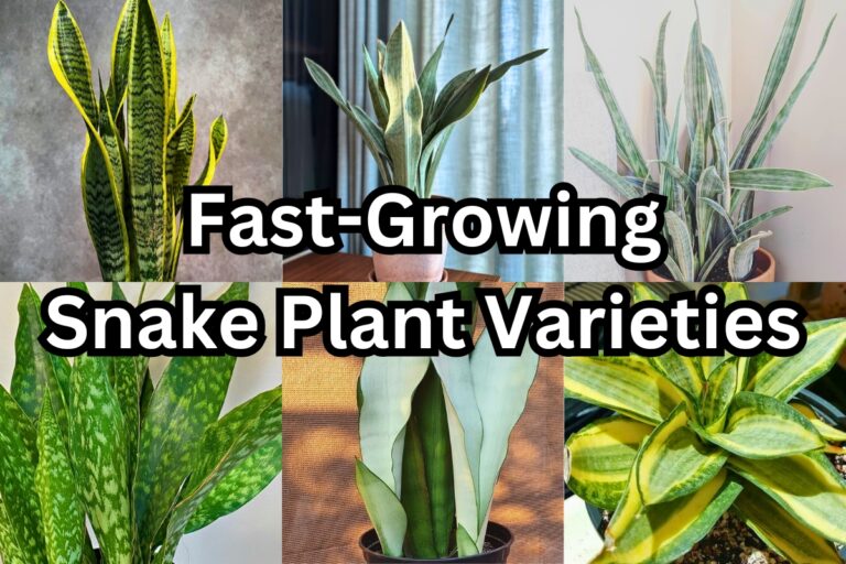 10 Snake Plants That Grow Super Fast Indoors