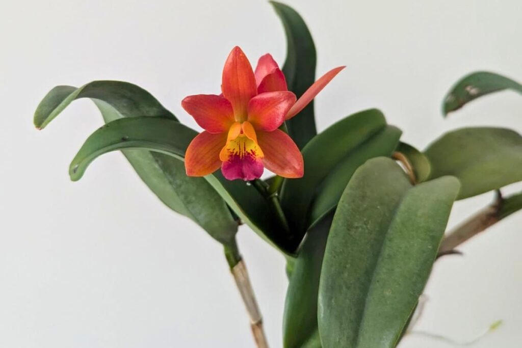 fertilizing cattleya orchid