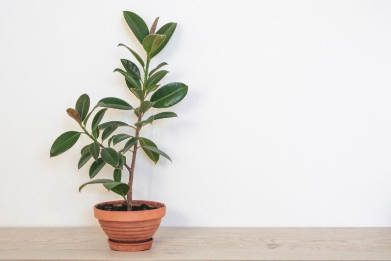 fertilizing rubber plant