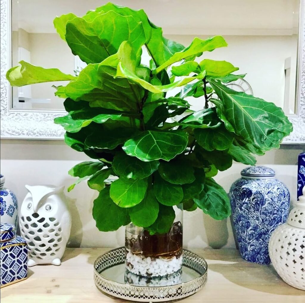 fiddle leaf fig in water