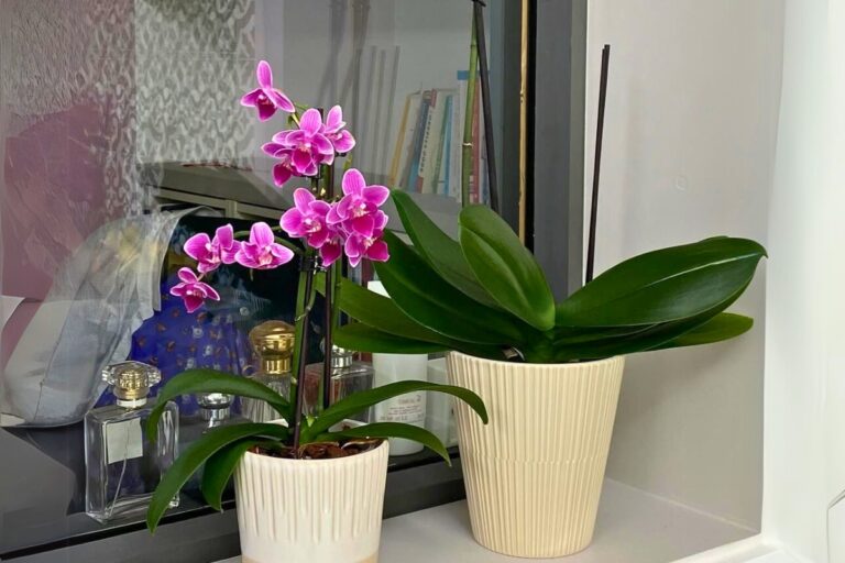 15 Flowers That Keep Blooming All Year Indoors