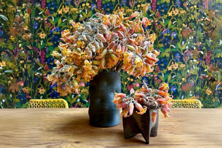 20 Flowering Succulents That Surprise You With Blooms