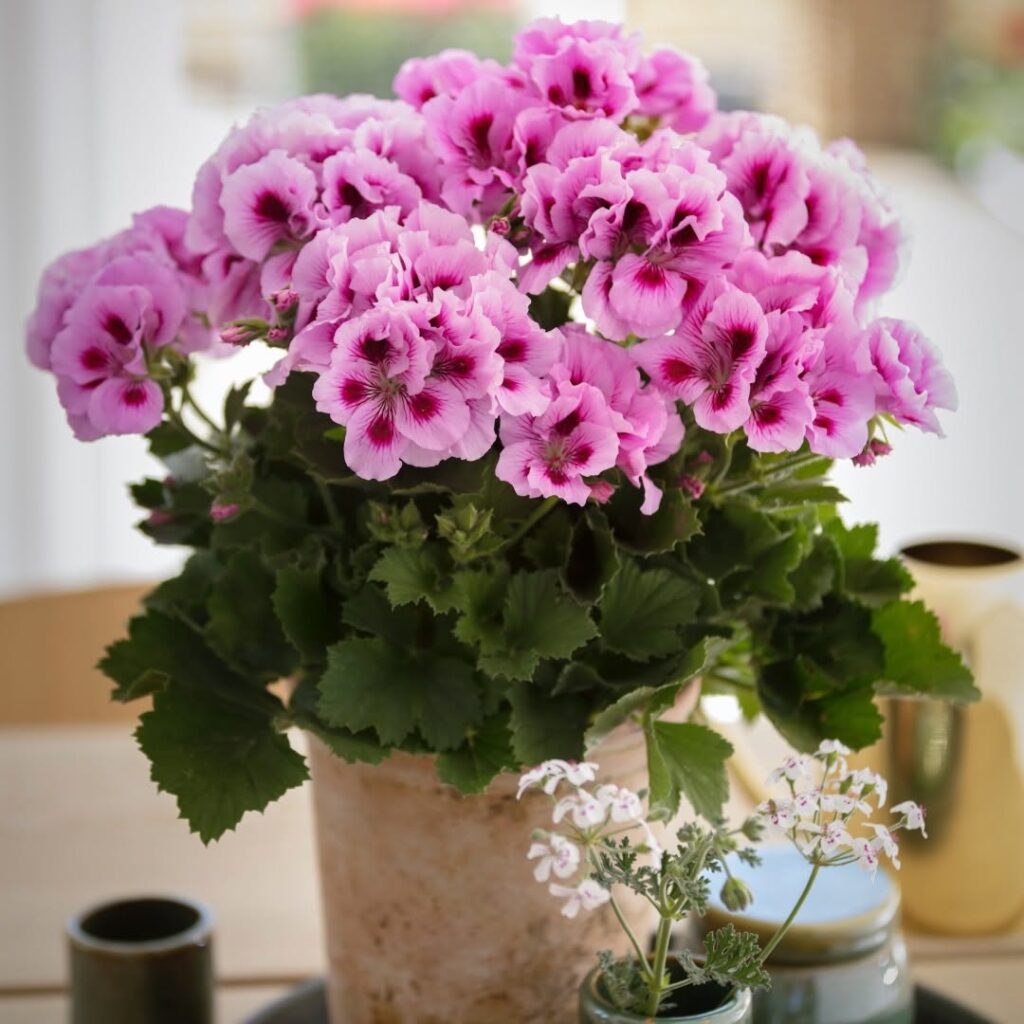 geranium flowers indoors