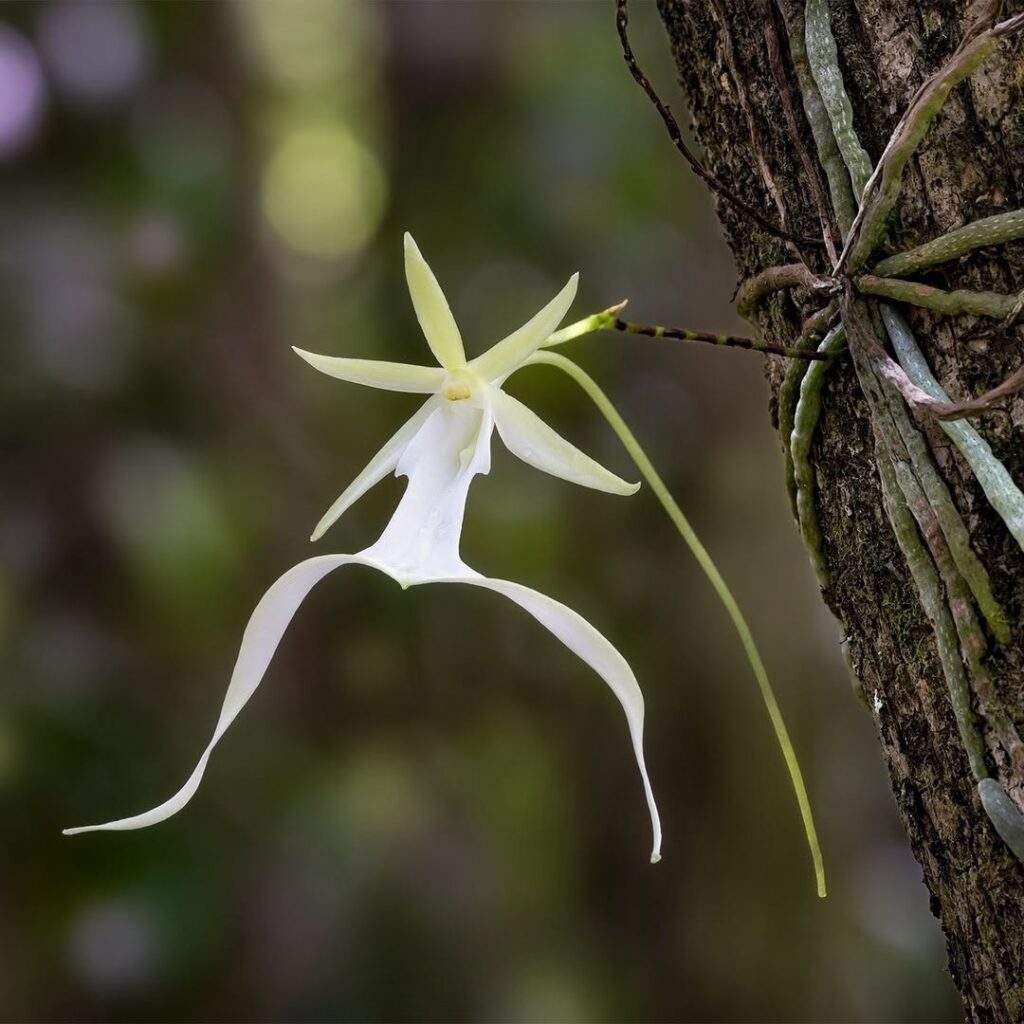 ghost orchid