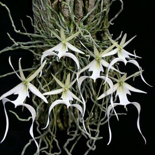 ghost orchids