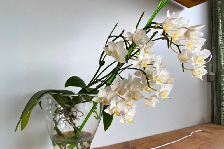 grow orchid in water