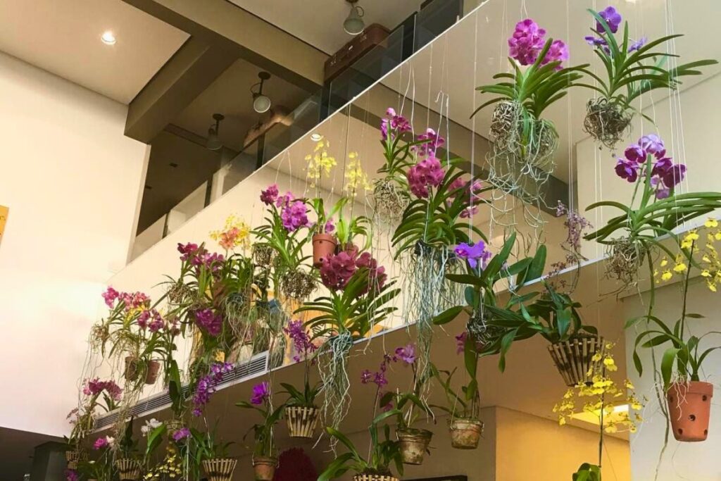 hanging orchids indoors