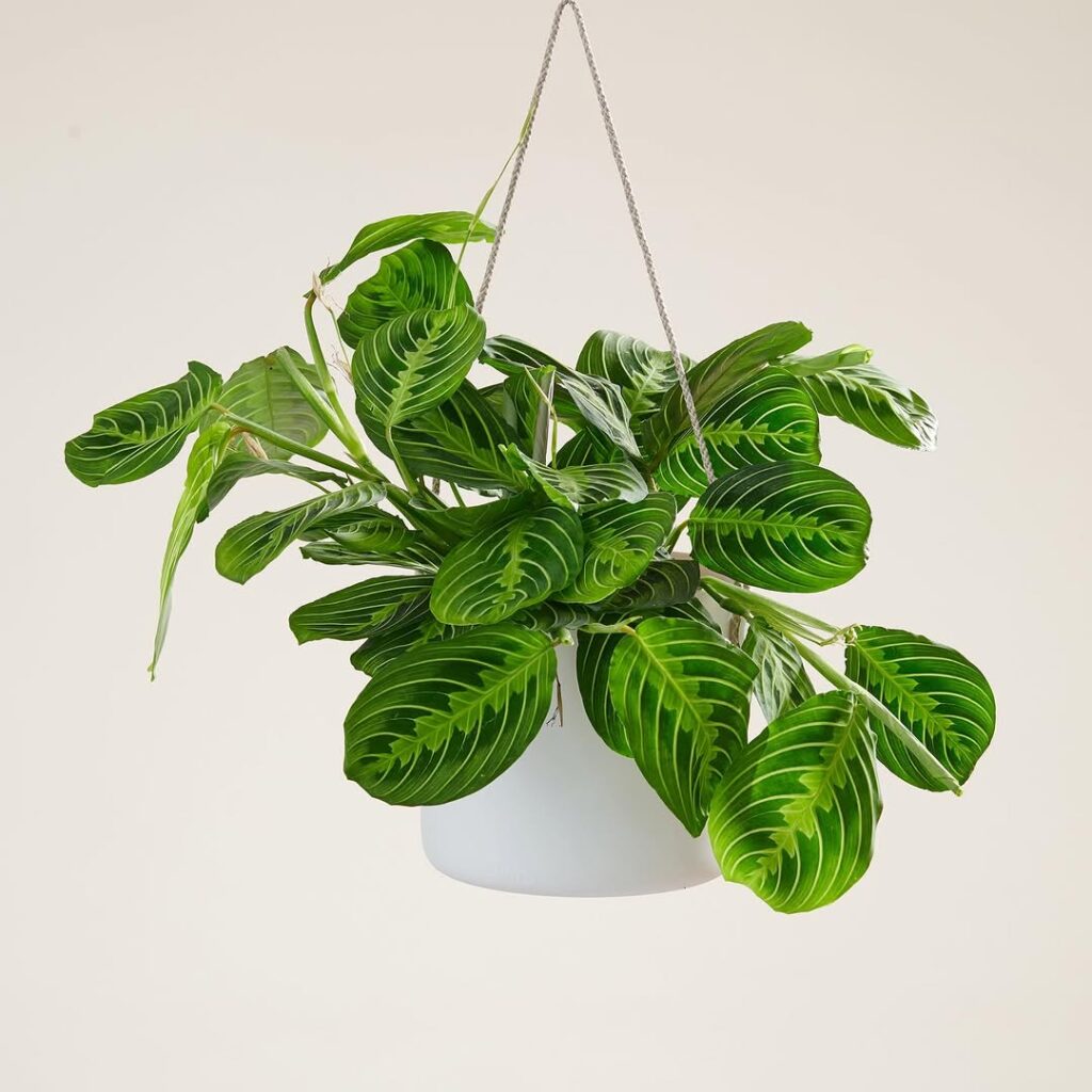 hanging prayer plant