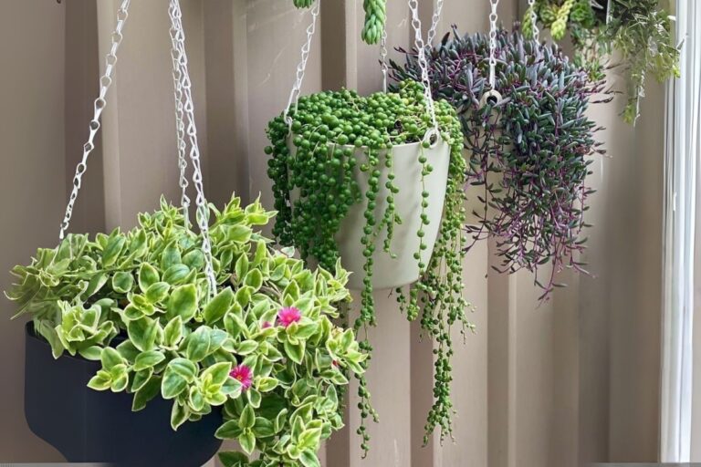 15 Succulents That Look Amazing in Hanging Pots
