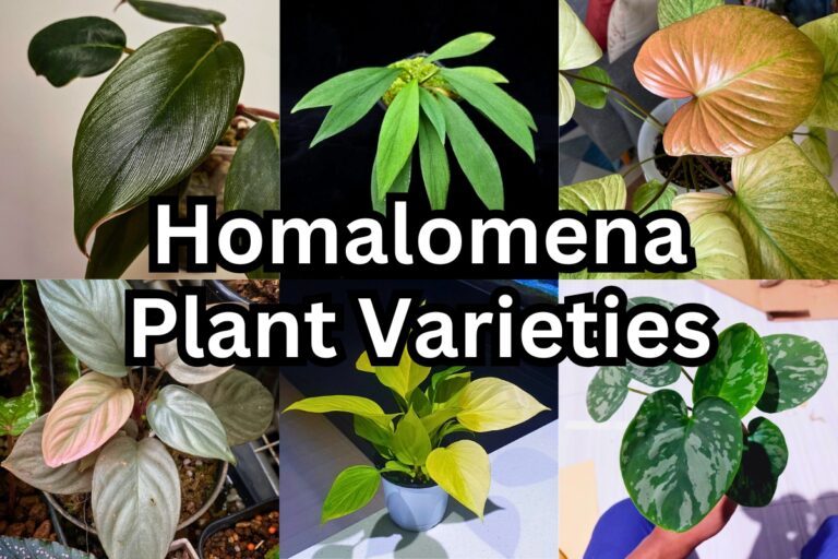 43 Types of Homalomena Plants (and Their Care Ultimate Guide)