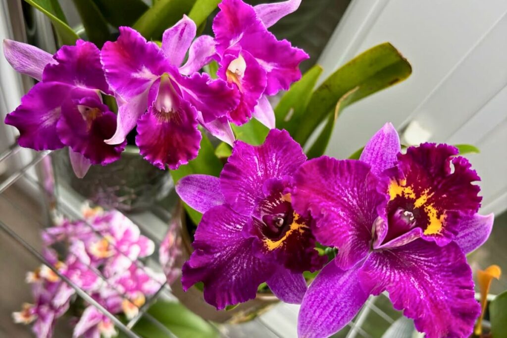 how to care for cattleya orchid while away