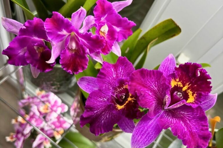 how to care for cattleya orchid while away