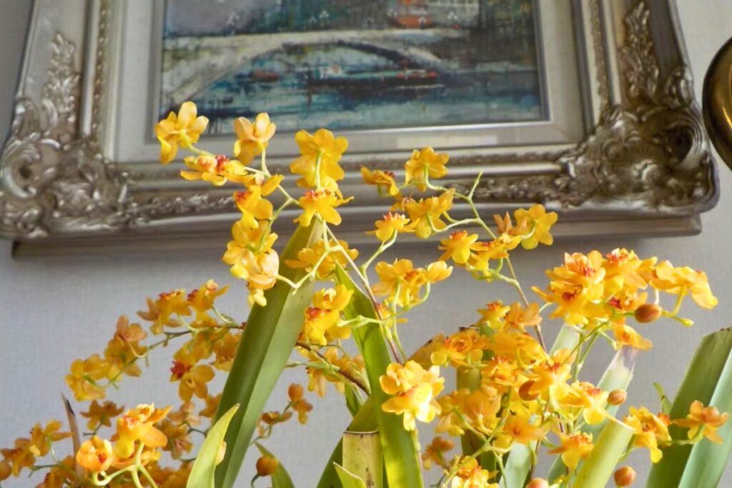 how to care for oncidium orchids while away