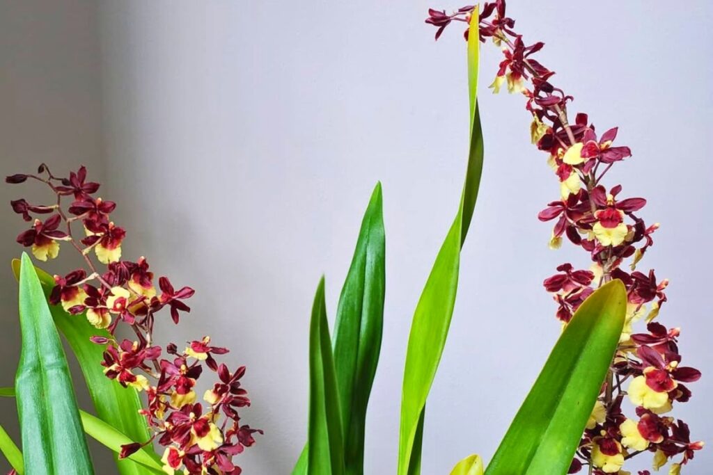 how to maintain oncidium orchids
