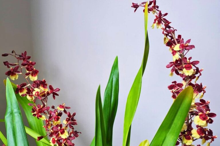 how to maintain oncidium orchids
