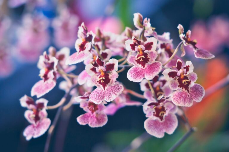 how to make oncidium orchid bloom again
