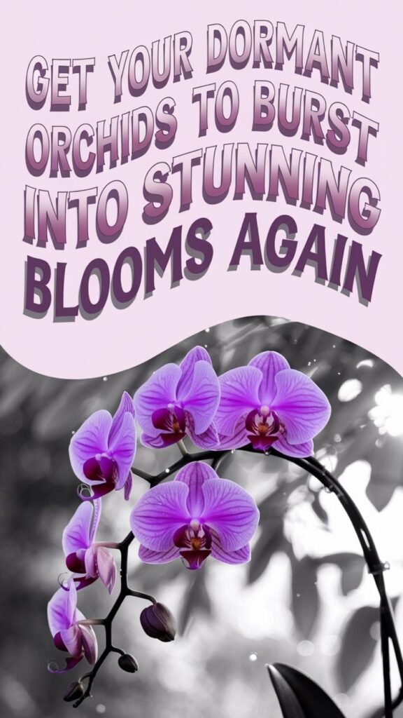 how to make phalaenopsis orchids rebloom 1