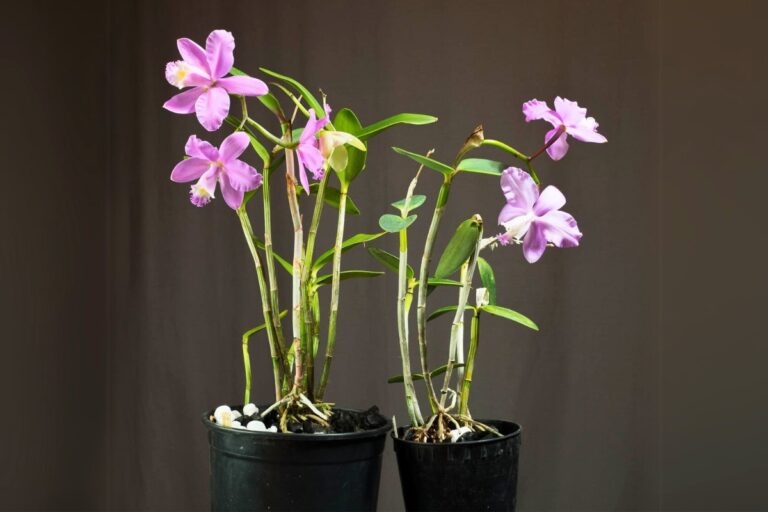 how to prune cattleya orchid