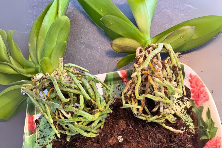 how to repot orchids