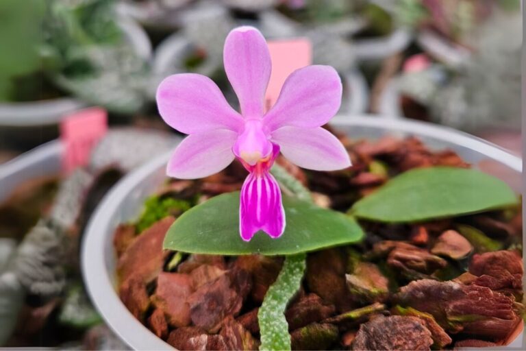how to water Phalaenopsis Orchid