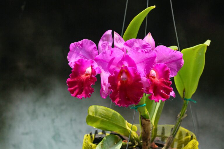 how to water cattleya orchid