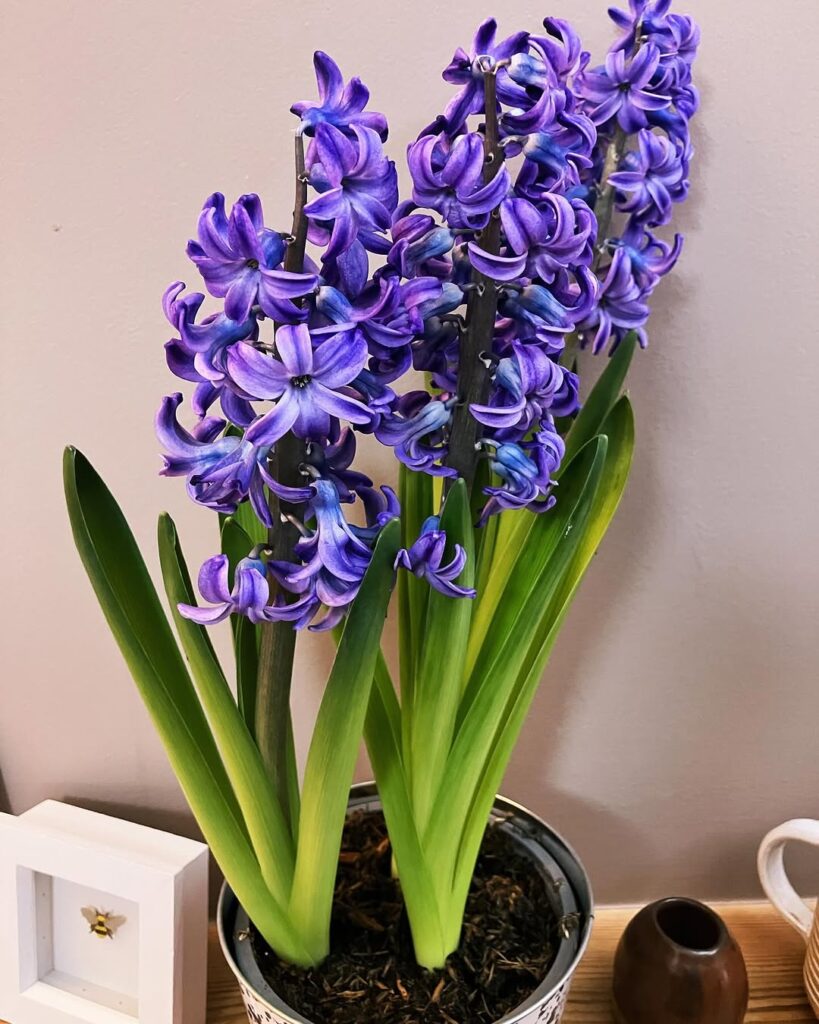 hyacinth flowers indoors