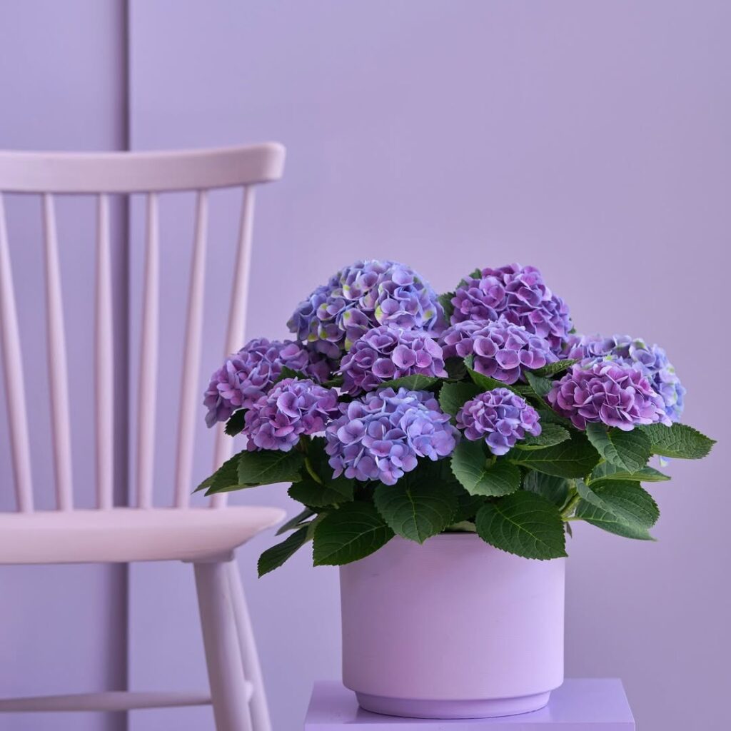 hydrangea