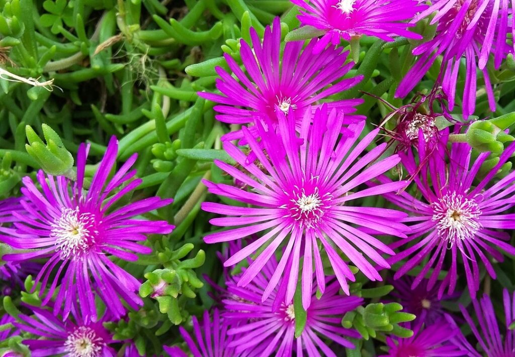 ice plant