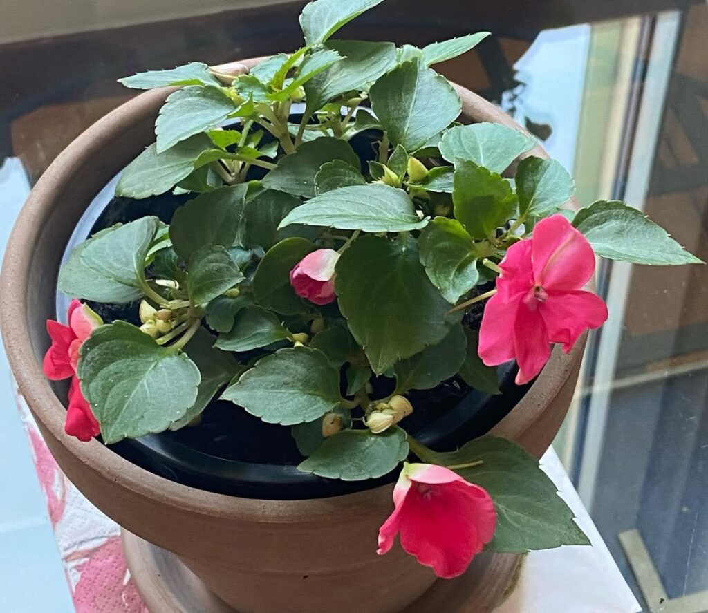 impatiens flowers indoors