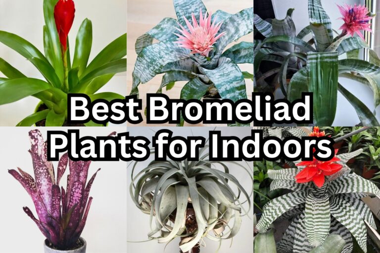 20 Most Popular Bromeliad Varieties for Indoors