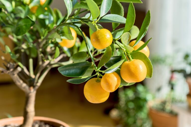 15 Fruit Trees You Can Grow Inside Your Home