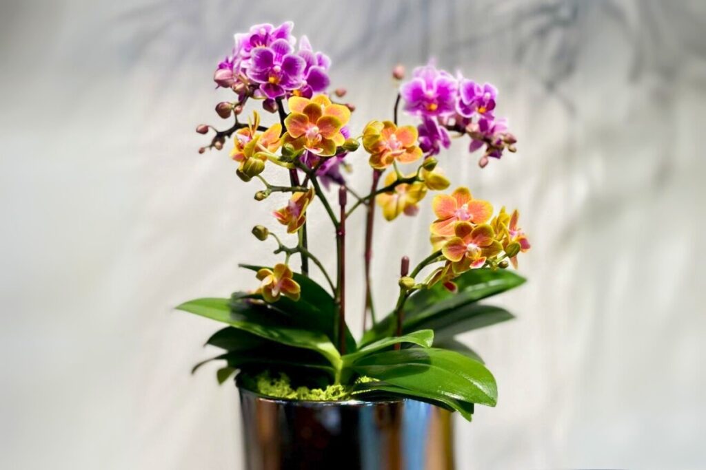 indoor orchid care