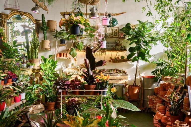 15 Best Plants for Good Energy in Your Home